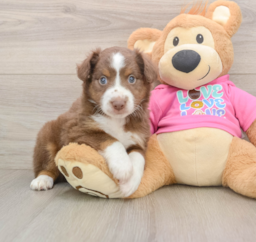 5 week old Mini Aussie Puppy For Sale - Lone Star Pups