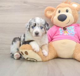 5 week old Mini Aussie Puppy For Sale - Lone Star Pups