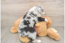 Fluffy MAS Purebred Puppy