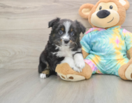 5 week old Mini Aussie Puppy For Sale - Lone Star Pups