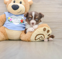 5 week old Mini Aussie Puppy For Sale - Lone Star Pups