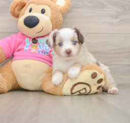 5 week old Mini Aussie Puppy For Sale - Lone Star Pups