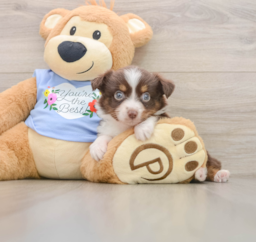 6 week old Mini Aussie Puppy For Sale - Lone Star Pups