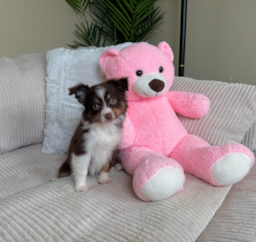9 week old Mini Aussie Puppy For Sale - Lone Star Pups