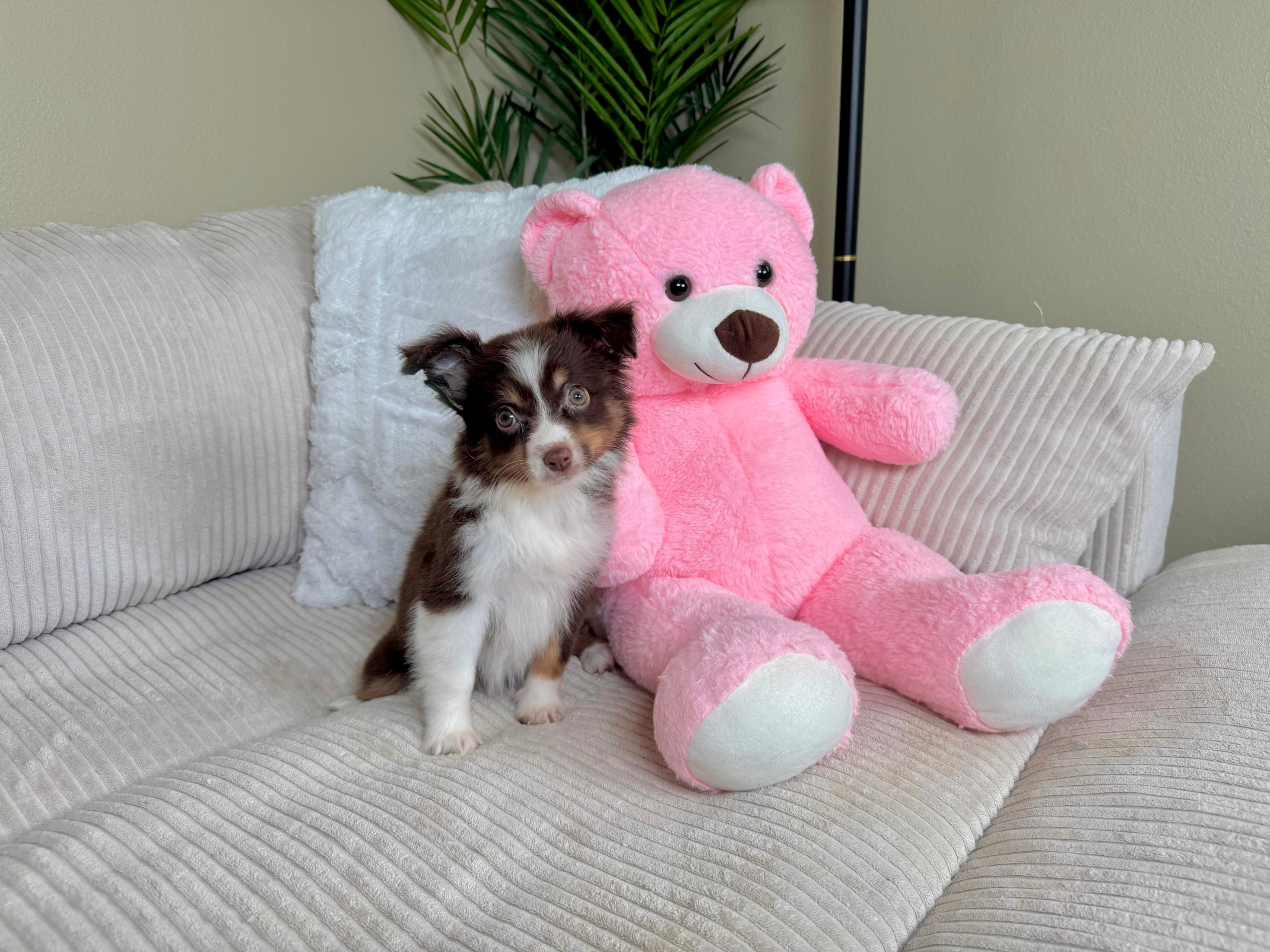 Best Mini Aussie Baby