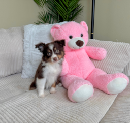 11 week old Mini Aussie Puppy For Sale - Lone Star Pups