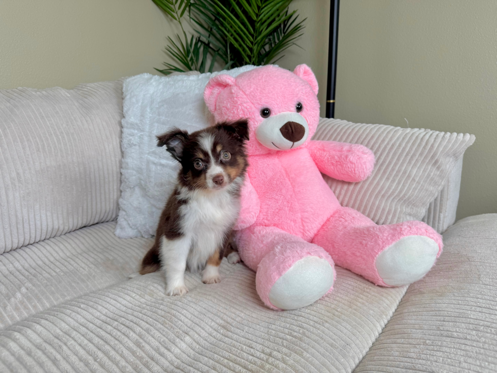 Best Mini Aussie Baby
