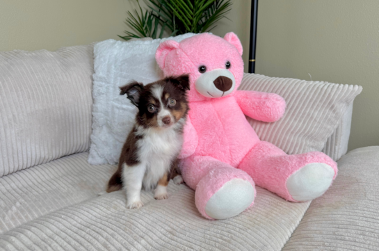 Cute Mini Australian Shepherd Purebred Puppy