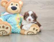 5 week old Mini Aussie Puppy For Sale - Lone Star Pups