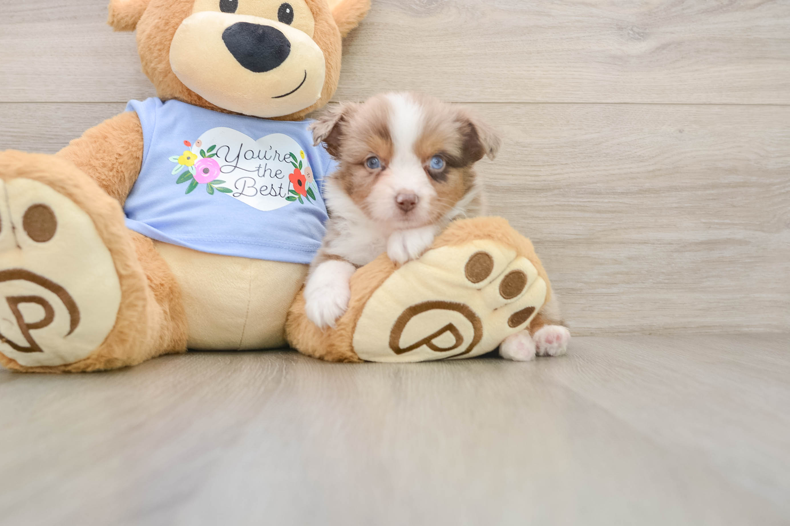 Funny Mini Aussie Baby