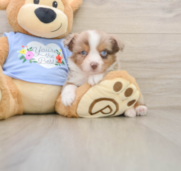 5 week old Mini Aussie Puppy For Sale - Lone Star Pups