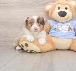 5 week old Mini Aussie Puppy For Sale - Lone Star Pups