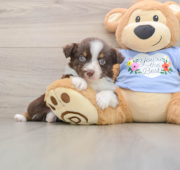 5 week old Mini Aussie Puppy For Sale - Lone Star Pups