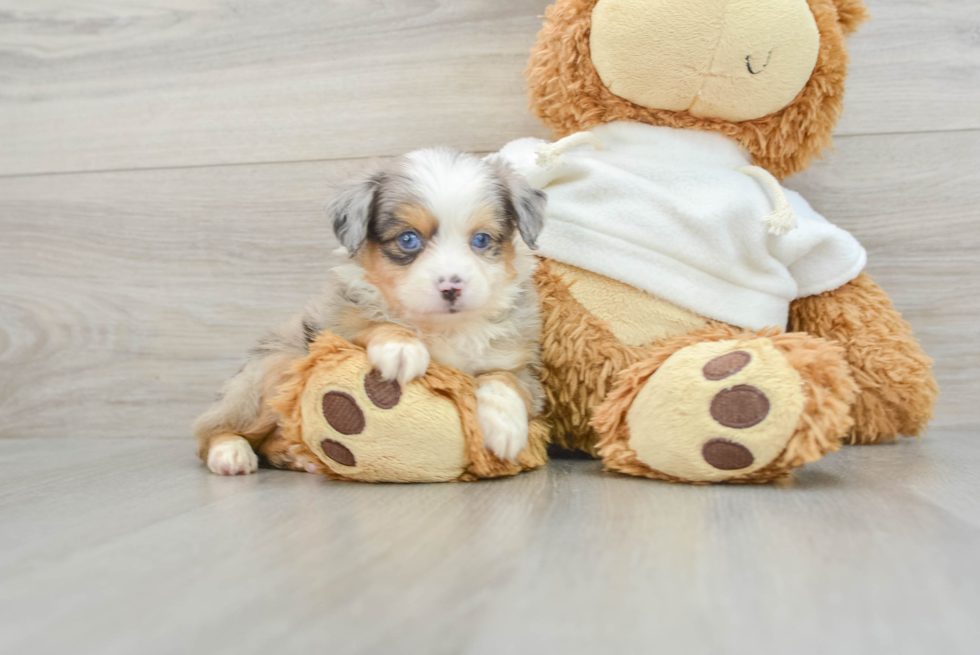 Best Mini Aussie Baby