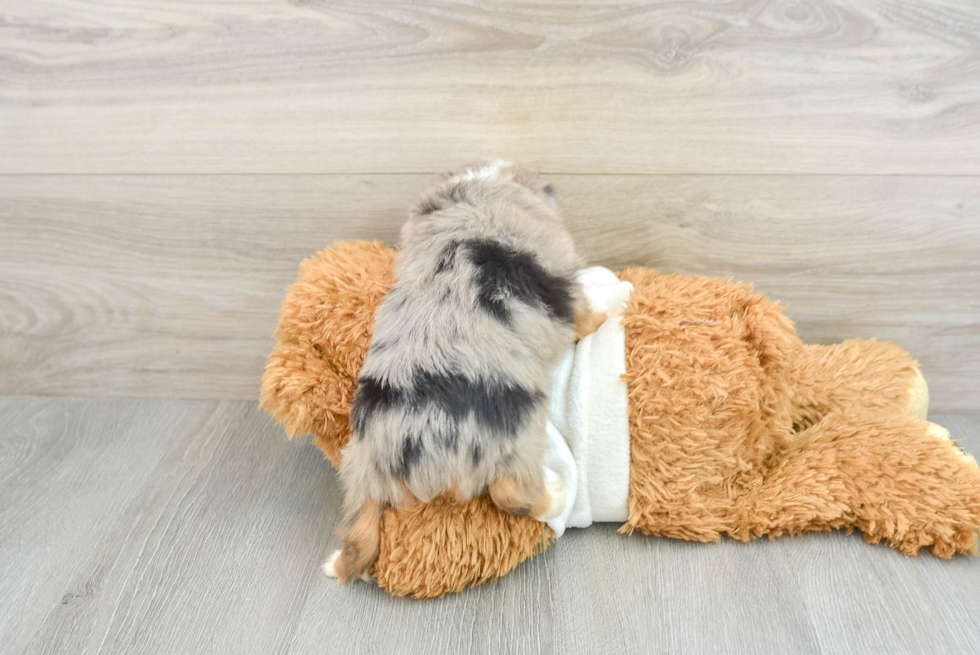 Playful Mini Aussie Purebred Pup