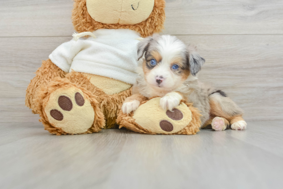 Energetic Mini Australian Shepherd Purebred Puppy