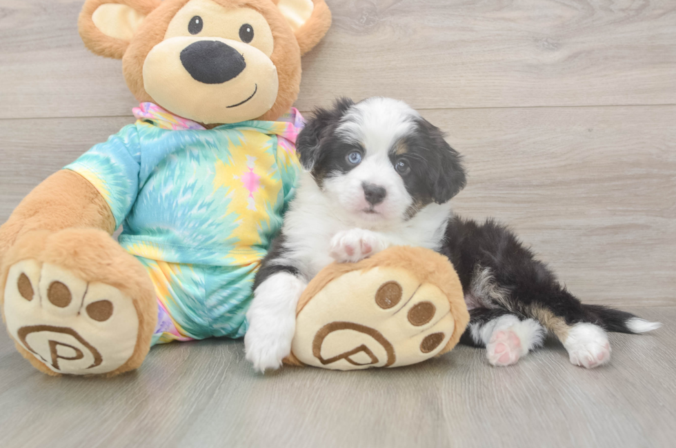 5 week old Mini Aussie Puppy For Sale - Lone Star Pups