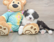 5 week old Mini Aussie Puppy For Sale - Lone Star Pups 5 week old Mini Aussie Puppy For Sale - Lone Star Pups