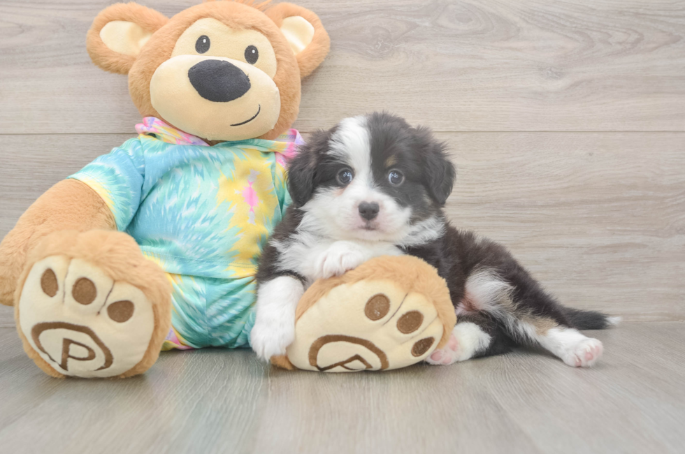 5 week old Mini Aussie Puppy For Sale - Lone Star Pups