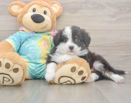 5 week old Mini Aussie Puppy For Sale - Lone Star Pups 5 week old Mini Aussie Puppy For Sale - Lone Star Pups