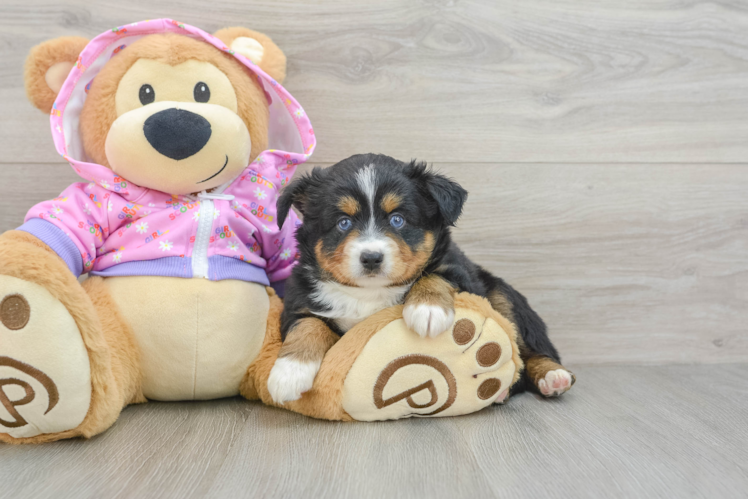 Petite Mini Australian Shepherd Purebred Puppy