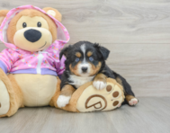 5 week old Mini Aussie Puppy For Sale - Lone Star Pups