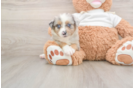 Mini Aussie Puppy for Adoption