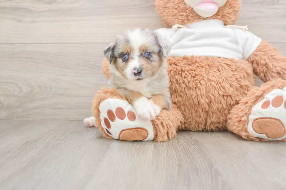 Mini Aussie Puppy for Adoption