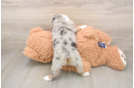 Mini Aussie Puppy for Adoption