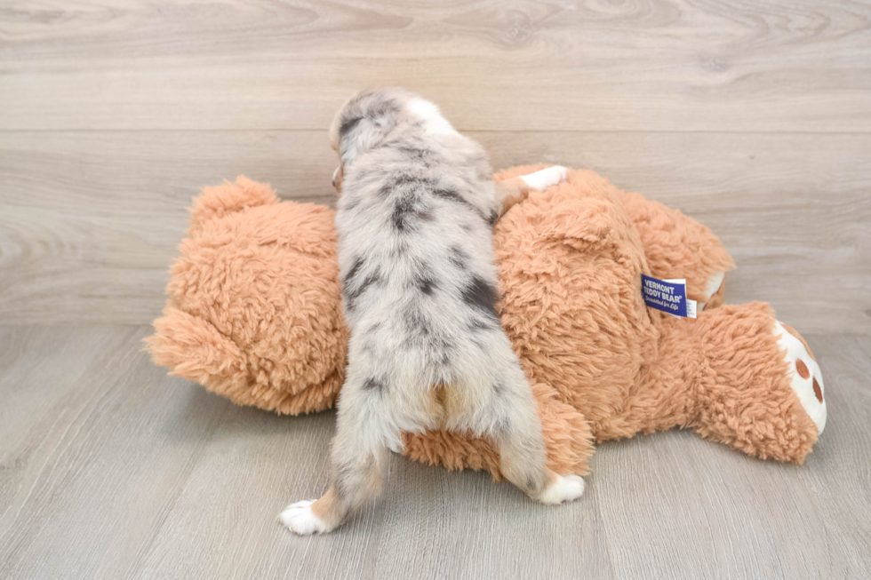 Mini Aussie Puppy for Adoption