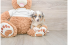 Fluffy MAS Purebred Puppy