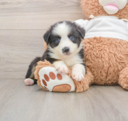 6 week old Mini Aussie Puppy For Sale - Lone Star Pups