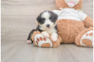 Energetic Mini Australian Shepherd Purebred Puppy