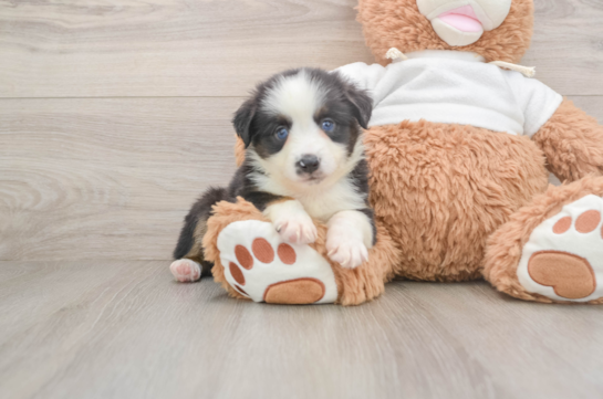 Energetic Mini Australian Shepherd Purebred Puppy