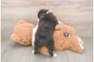 Hypoallergenic Mini Aussie Purebred Pup