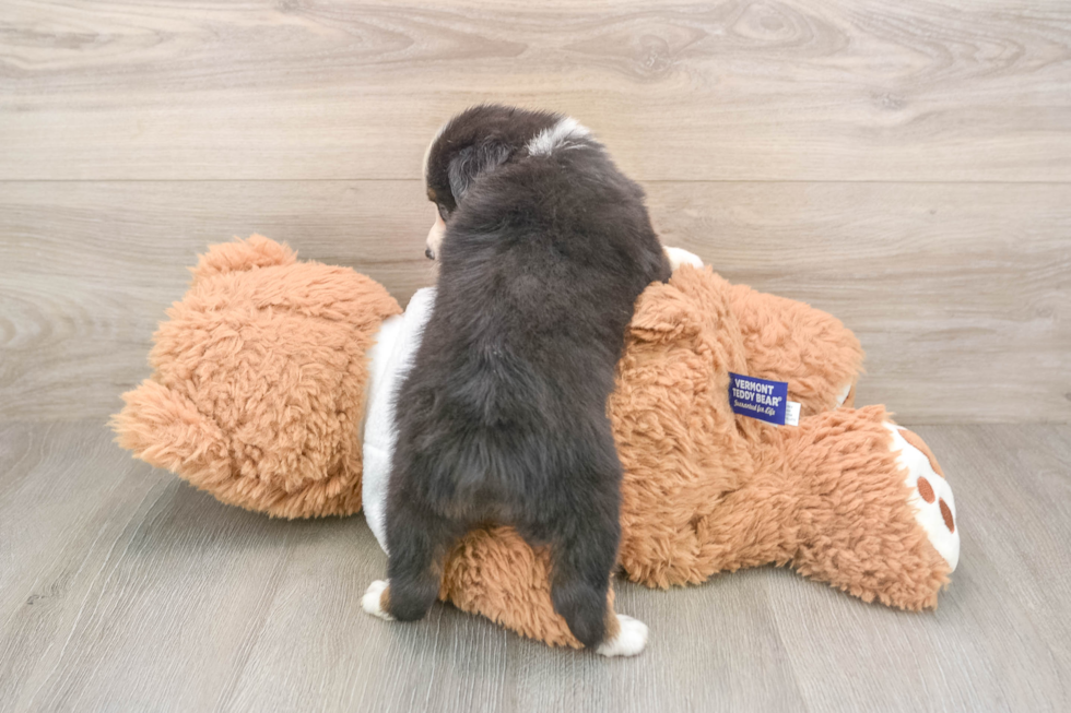 Hypoallergenic Mini Aussie Purebred Pup