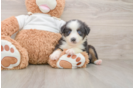 Small Mini Aussie Baby