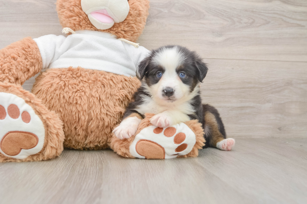 Small Mini Aussie Baby