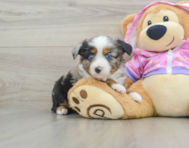 5 week old Mini Aussie Puppy For Sale - Lone Star Pups