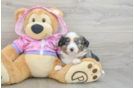 Mini Aussie Puppy for Adoption