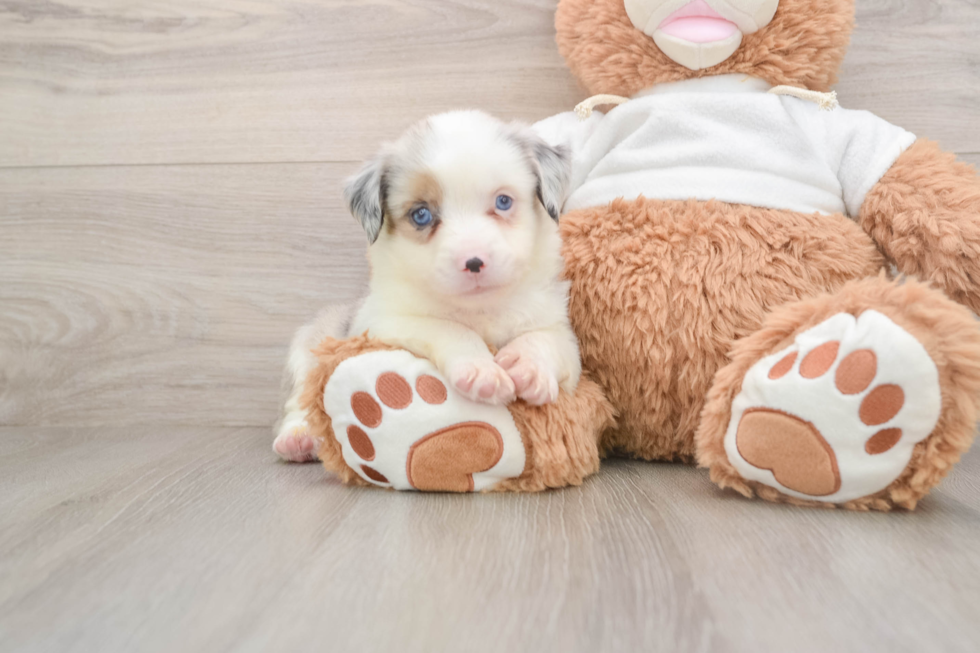Cute Mini Australian Shepherd Purebred Puppy