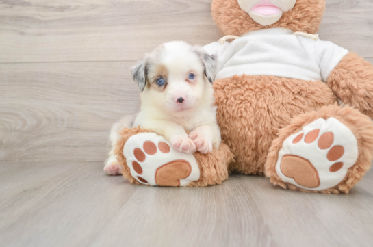 Cute Mini Australian Shepherd Purebred Puppy