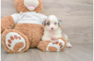 Petite Mini Australian Shepherd Purebred Puppy