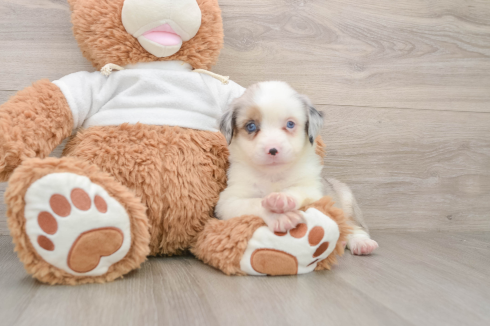 Petite Mini Australian Shepherd Purebred Puppy