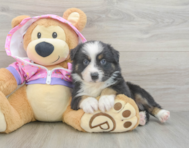5 week old Mini Aussie Puppy For Sale - Lone Star Pups