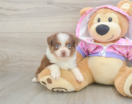 5 week old Mini Aussie Puppy For Sale - Lone Star Pups