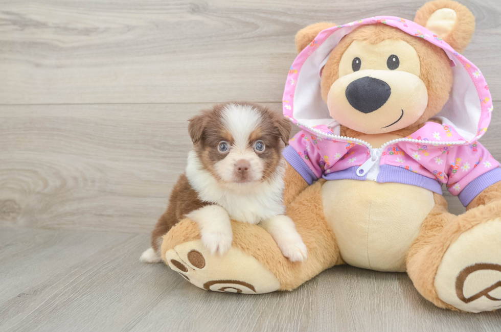 5 week old Mini Aussie Puppy For Sale - Lone Star Pups