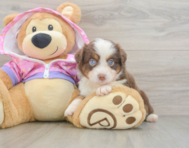 5 week old Mini Aussie Puppy For Sale - Lone Star Pups