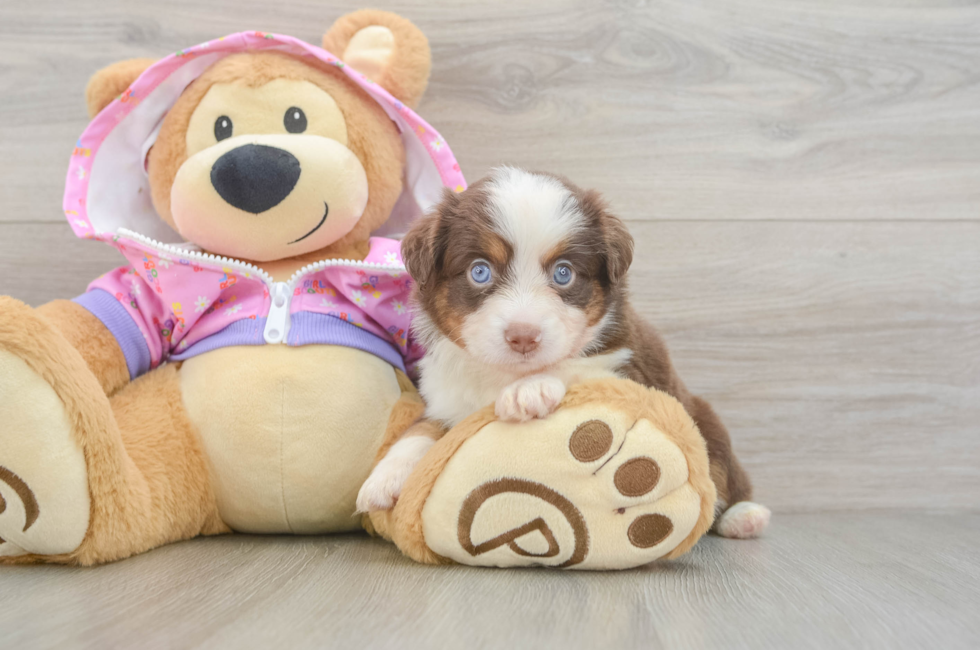 5 week old Mini Aussie Puppy For Sale - Lone Star Pups