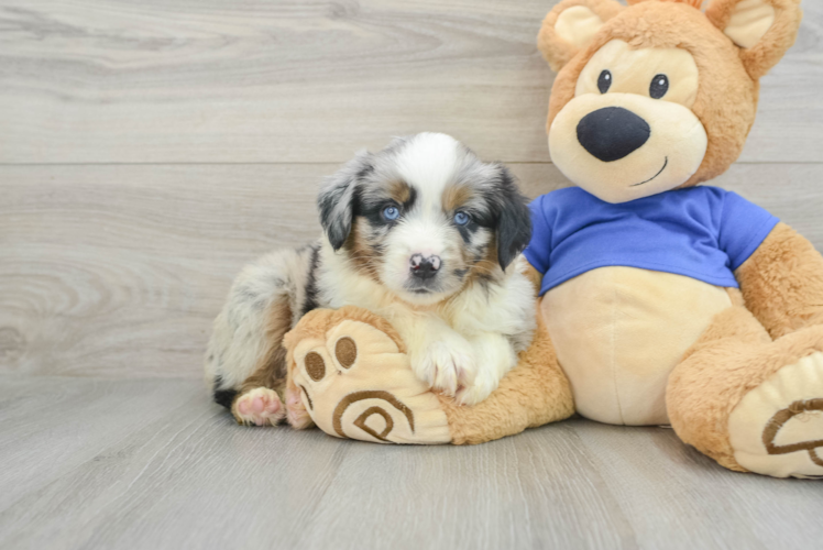 Popular Mini Aussie Purebred Pup